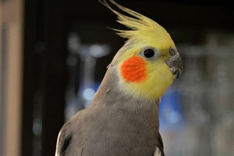 cockatiel head bobbing|bobble head syndrome in dogs.